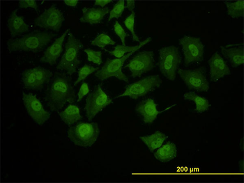 RUNX1 monoclonal antibody (M05), clone 4E7