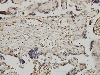 RUNX1 monoclonal antibody (M05), clone 4E7