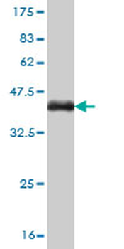 RUNX1 monoclonal antibody (M05), clone 4E7