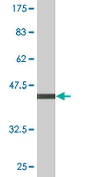 CASP10 monoclonal antibody (M04), clone 3C9