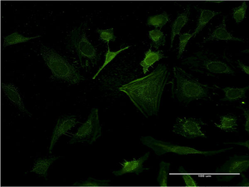 CASP10 monoclonal antibody (M02), clone 2E7