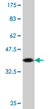 CASP10 monoclonal antibody (M02), clone 2E7