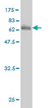 CASP9 monoclonal antibody (M02), clone 4F12-G6