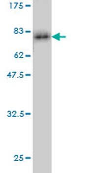 CASP9 monoclonal antibody (M01), clone 3B8-4G2