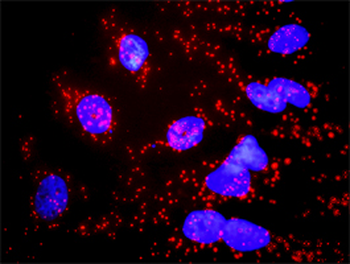 CASP3 monoclonal antibody (M02), clone 4D3