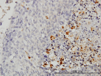 CASP1 monoclonal antibody (M01), clone 3D2