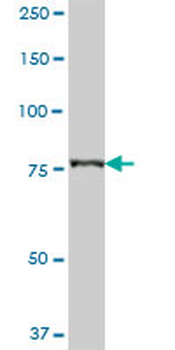 CARS purified MaxPab mouse polyclonal antibody (B01P)