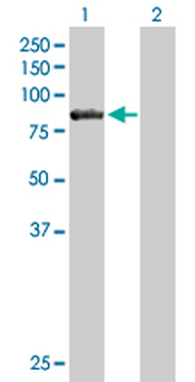CARS purified MaxPab mouse polyclonal antibody (B01P)