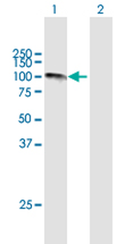 CAST purified MaxPab mouse polyclonal antibody (B02P)