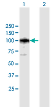 CAST purified MaxPab mouse polyclonal antibody (B01P)