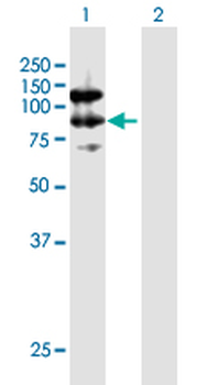 CAST MaxPab mouse polyclonal antibody (B01)