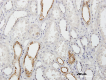 CAPS purified MaxPab mouse polyclonal antibody (B01P)