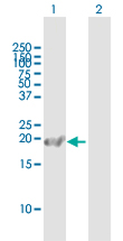 CAPS purified MaxPab mouse polyclonal antibody (B01P)