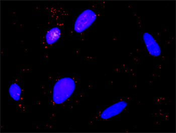 CAPN1 purified MaxPab rabbit polyclonal antibody (D01P)