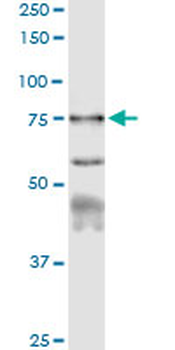 CAPN1 MaxPab rabbit polyclonal antibody (D01)