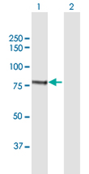 CAPN1 MaxPab rabbit polyclonal antibody (D01)