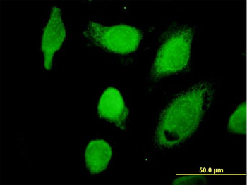 CAPN1 purified MaxPab mouse polyclonal antibody (B01P)