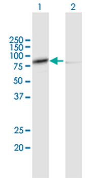 CAPN1 purified MaxPab mouse polyclonal antibody (B01P)