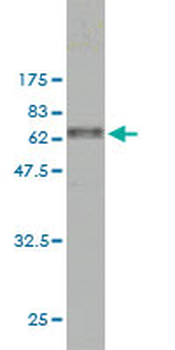 CAPG monoclonal antibody (M01), clone 1F1