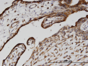 CANX monoclonal antibody (M08), clone 1D4