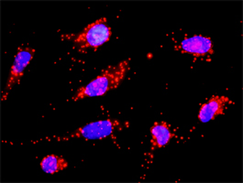 CANX monoclonal antibody (M08), clone 1D4