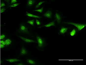 CAMLG monoclonal antibody (M02), clone 3F12