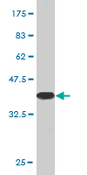 CAMLG monoclonal antibody (M02), clone 3F12