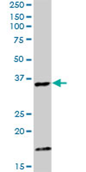 CAMLG purified MaxPab rabbit polyclonal antibody (D01P)