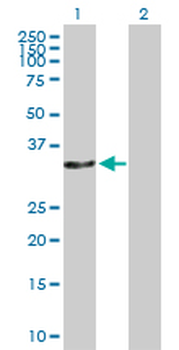 CAMLG purified MaxPab rabbit polyclonal antibody (D01P)