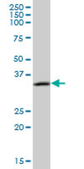 CAMLG purified MaxPab mouse polyclonal antibody (B01P)