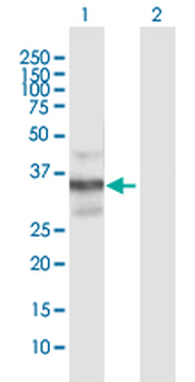 CAMLG purified MaxPab mouse polyclonal antibody (B01P)