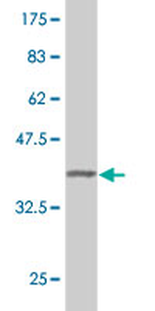 CAMLG polyclonal antibody (A01)
