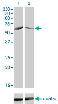 CAMK4 monoclonal antibody (M01), clone 1A3