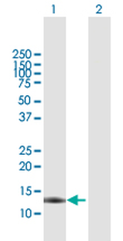 CALML3 MaxPab rabbit polyclonal antibody (D01)