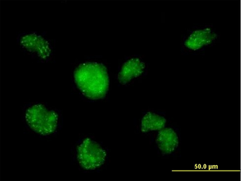 CALML3 purified MaxPab mouse polyclonal antibody (B02P)