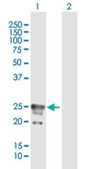 CACNG1 purified MaxPab mouse polyclonal antibody (B01P)