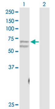 CACNB3 purified MaxPab rabbit polyclonal antibody (D01P)