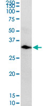 CA1 purified MaxPab rabbit polyclonal antibody (D01P)