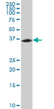 MPPED1 purified MaxPab mouse polyclonal antibody (B02P)