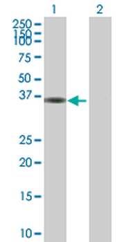 MPPED1 purified MaxPab mouse polyclonal antibody (B02P)