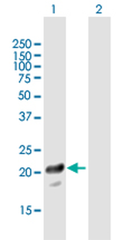 PTTG1IP purified MaxPab mouse polyclonal antibody (B01P)