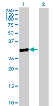 MPPED2 purified MaxPab mouse polyclonal antibody (B01P)