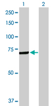 C4BPA purified MaxPab rabbit polyclonal antibody (D01P)