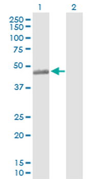 C3AR1 purified MaxPab rabbit polyclonal antibody (D01P)