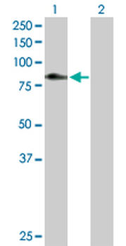 C1S purified MaxPab rabbit polyclonal antibody (D01P)