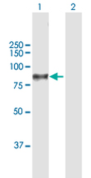 C1S MaxPab rabbit polyclonal antibody (D01)