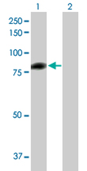 C1S purified MaxPab mouse polyclonal antibody (B01P)
