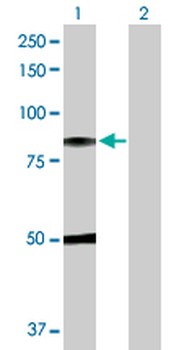 C1R purified MaxPab rabbit polyclonal antibody (D01P)