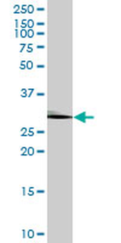 C1QBP purified MaxPab mouse polyclonal antibody (B01P)