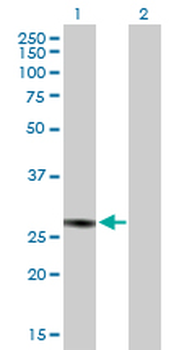 C1QBP purified MaxPab mouse polyclonal antibody (B01P)